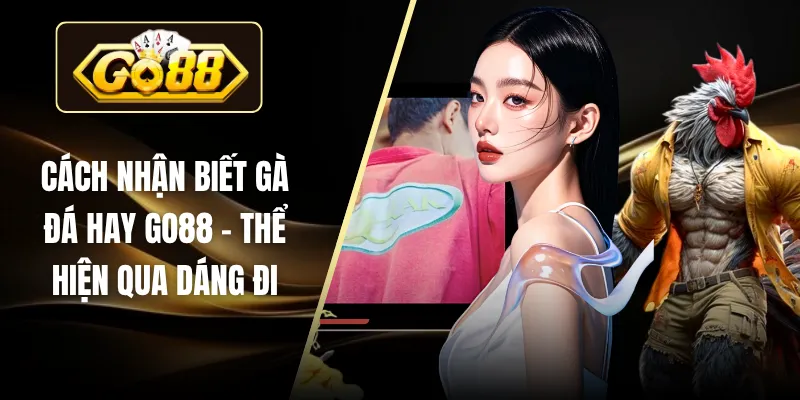 Cách Nhận Biết Gà Đá Hay GO88 - Thể Hiện Qua Dáng Đi