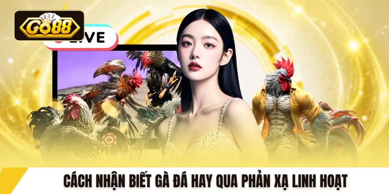 Cách nhận biết gà đá hay qua phản xạ linh hoạt