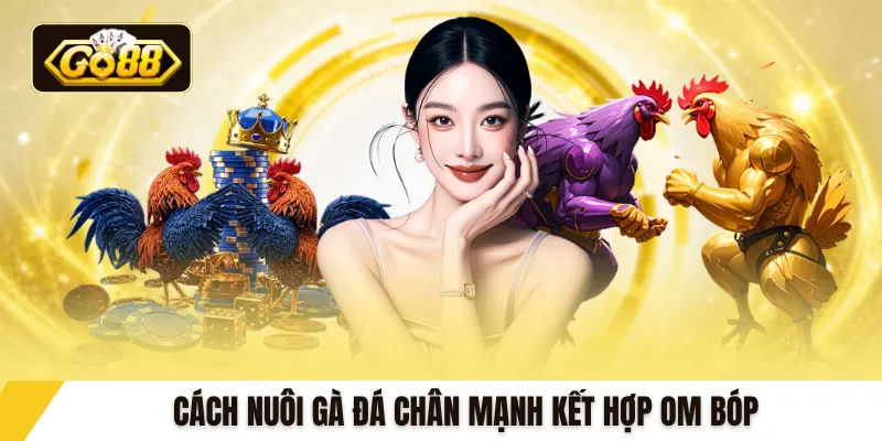 Cách nuôi gà đá chân mạnh kết hợp om bóp