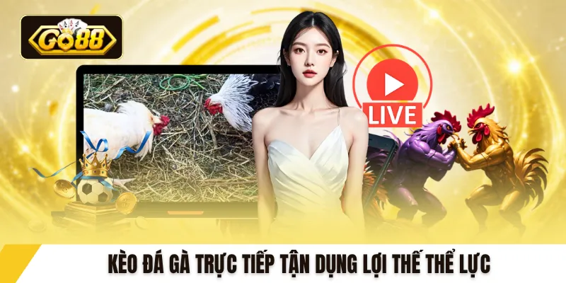 Kèo đá gà trực tiếp tận dụng lợi thế thể lực